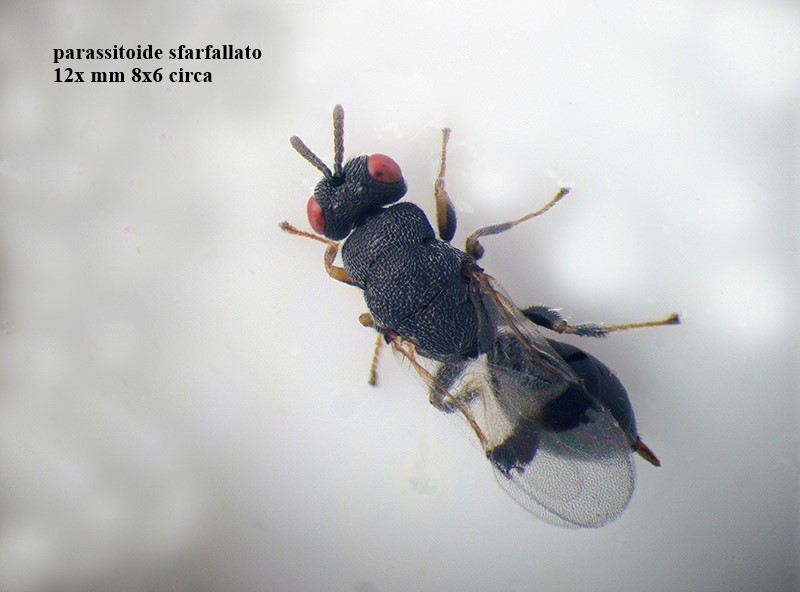 Cynipidae: Andricus quercustozae con parassitoide